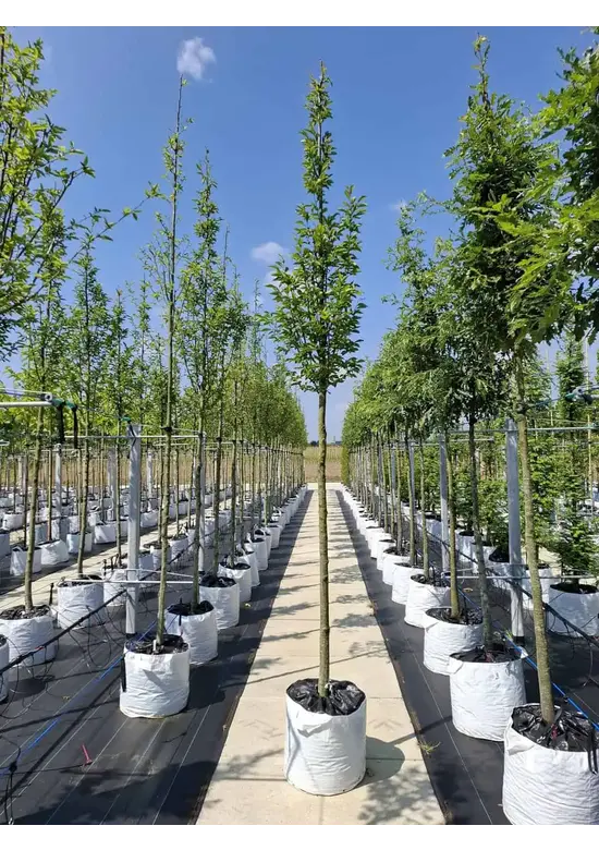 Pyramidenhainbuche Hochstamm - Säulenhainbuche | Carpinus betulus 'Fastigiata'