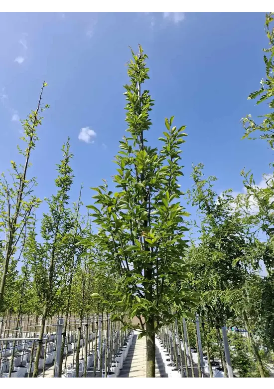 Pyramidenhainbuche Hochstamm | Carpinus betulus 'Fastigiata'