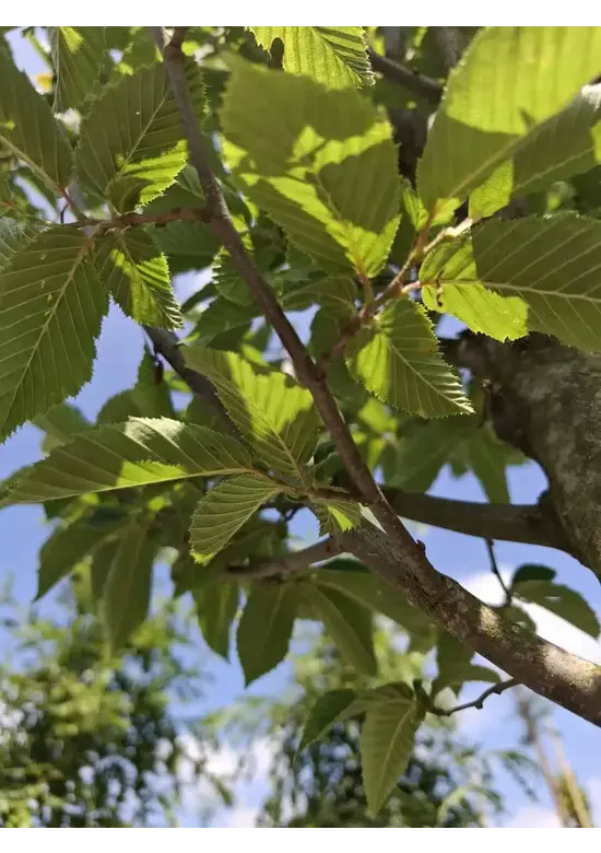 Pyramidenhainbuche Hochstamm - Säulenhainbuche | Carpinus betulus 'Fastigiata'