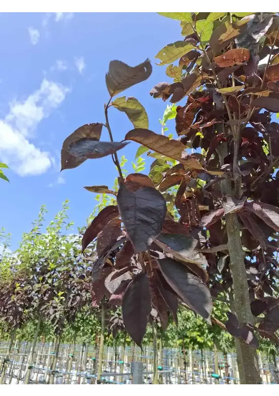 Rote Traubenkirsche ‘Canada Red’ | Prunus virginiana ‘Canada Red’