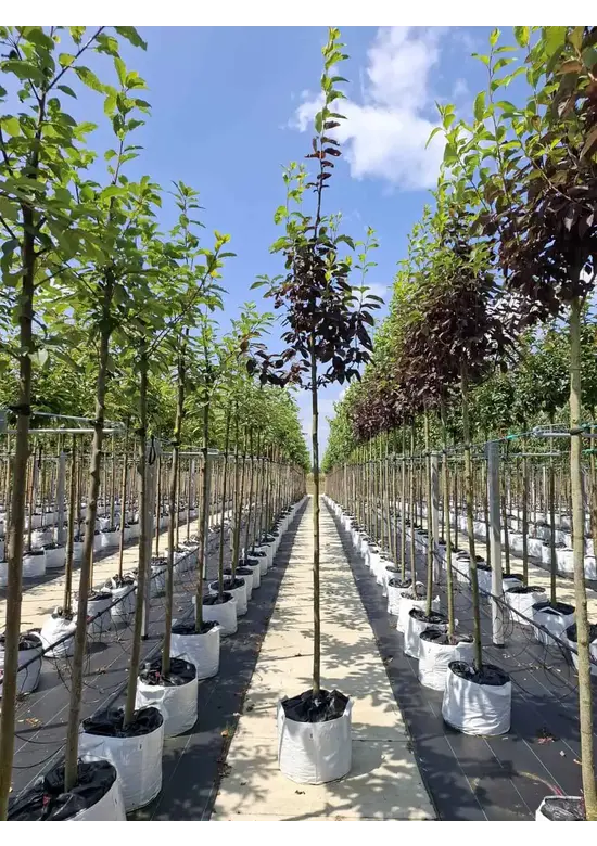 Rote Traubenkirsche ‘Canada Red’ | Prunus virginiana ‘Canada Red’