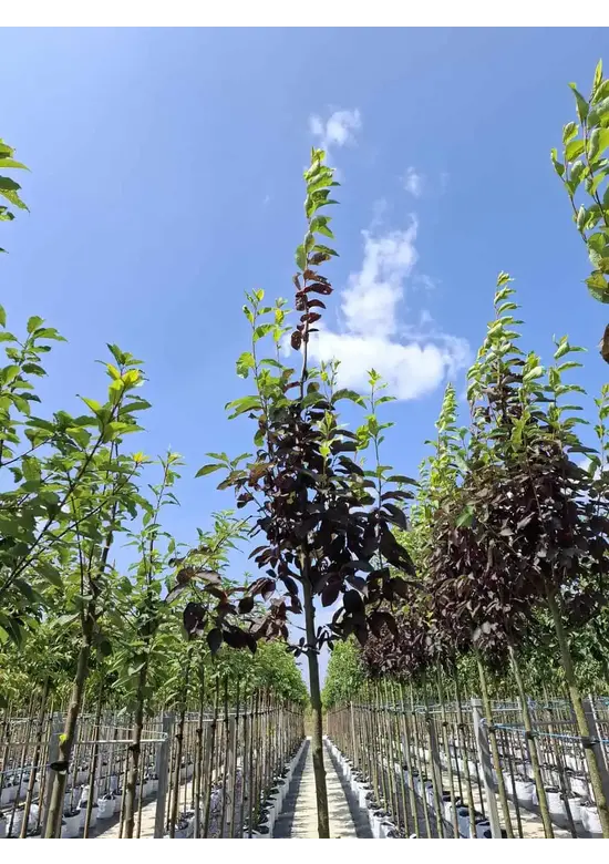 Rote Traubenkirsche ‘Canada Red’ | Prunus virginiana ‘Canada Red’