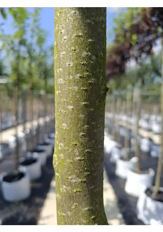 Rote Traubenkirsche ‘Canada Red’ | Prunus virginiana ‘Canada Red’