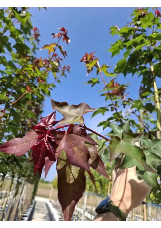 Kolchischer Blut-Ahorn 'Rubrum' | Acer cappadocicum 'Rubrum'