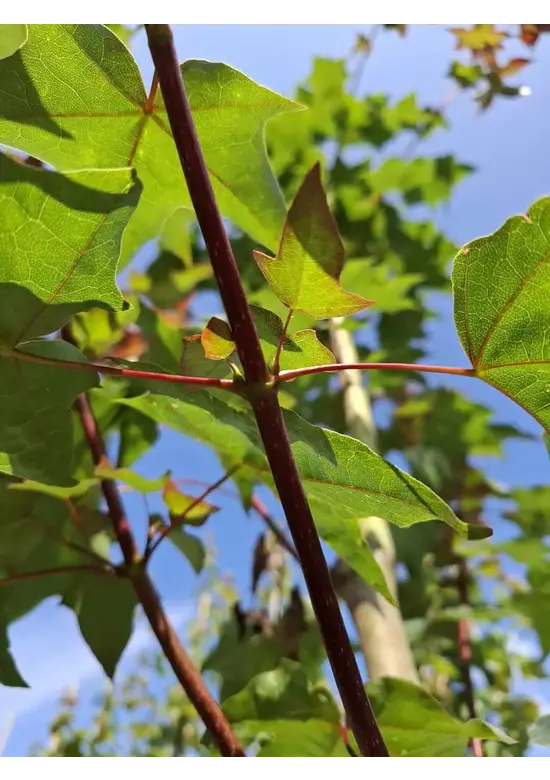 Kolchischer Blut-Ahorn 'Rubrum' | Acer cappadocicum 'Rubrum' Kolchischer Blut-Ahorn 'Rubrum' | Acer cappadocicum 'Rubrum'