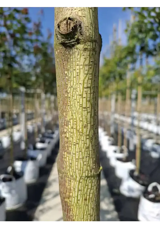 Kolchischer Blut-Ahorn 'Rubrum' | Acer cappadocicum 'Rubrum'