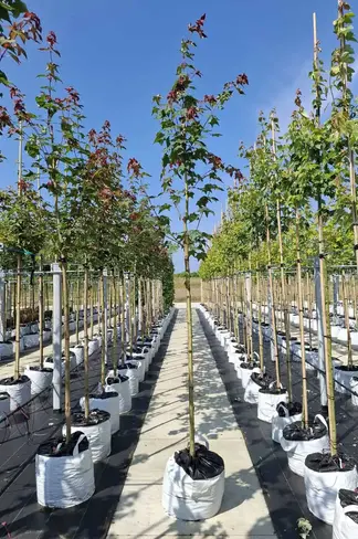 Kolchischer Blut-Ahorn 'Rubrum' | Acer cappadocicum 'Rubrum'