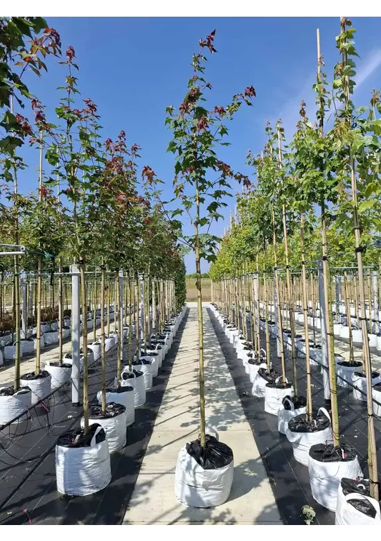 Kolchischer Blut-Ahorn 'Rubrum' | Acer cappadocicum 'Rubrum'