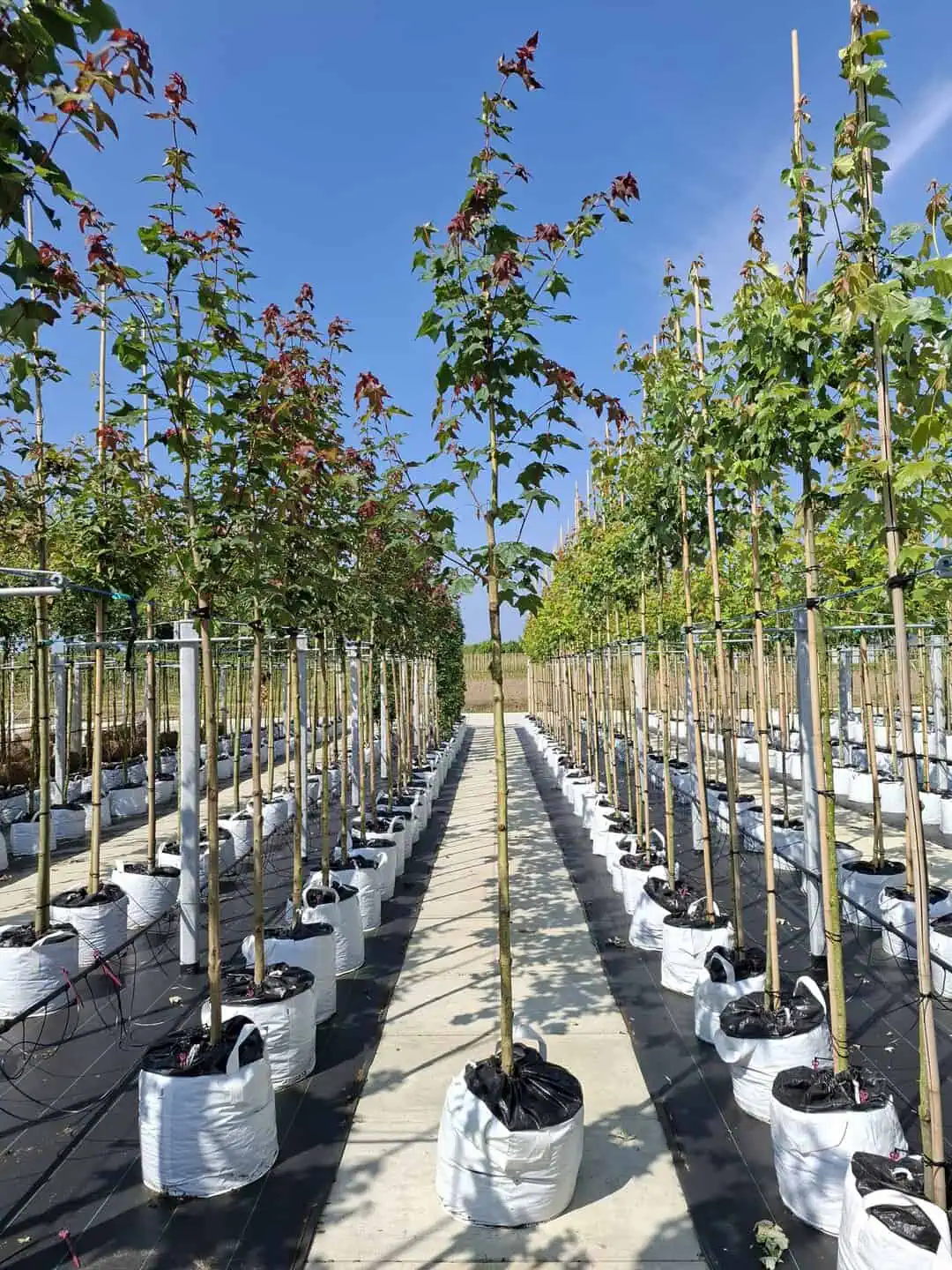  Kolchischer Blut-Ahorn 'Rubrum' ,  Acer cappadocicum 'Rubrum'
