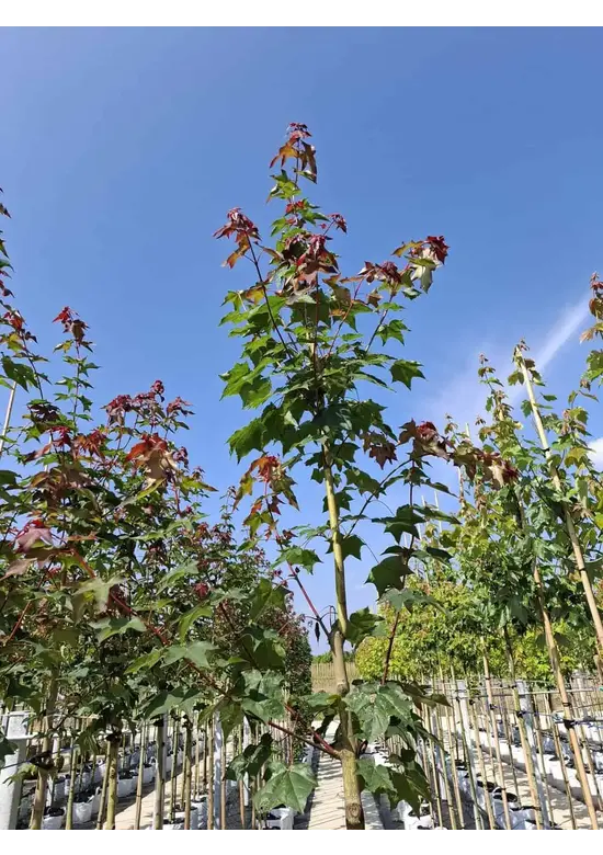 Kolchischer Blut-Ahorn 'Rubrum' | Acer cappadocicum 'Rubrum'