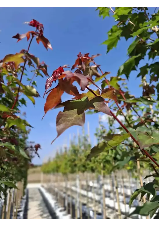 Kolchischer Blut-Ahorn 'Rubrum' | Acer cappadocicum 'Rubrum'