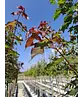 Kolchischer Blut-Ahorn 'Rubrum' | Acer cappadocicum 'Rubrum' Kolchischer Blut-Ahorn 'Rubrum' | Acer cappadocicum 'Rubrum'