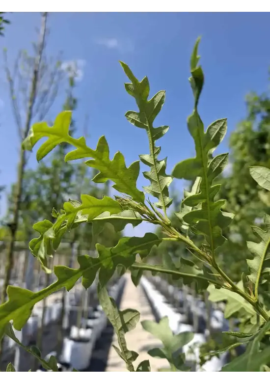 Zerr-Eiche | Quercus cerris Zerr-Eiche | Quercus cerris