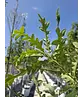 Zerr-Eiche | Quercus cerris Zerr-Eiche | Quercus cerris