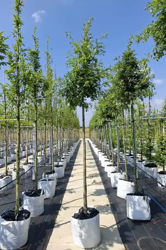 Zerr-Eiche | Quercus cerris Zerr-Eiche | Quercus cerris