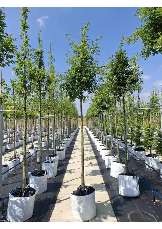 Zerr-Eiche | Quercus cerris