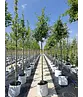 Zerr-Eiche | Quercus cerris Zerr-Eiche | Quercus cerris