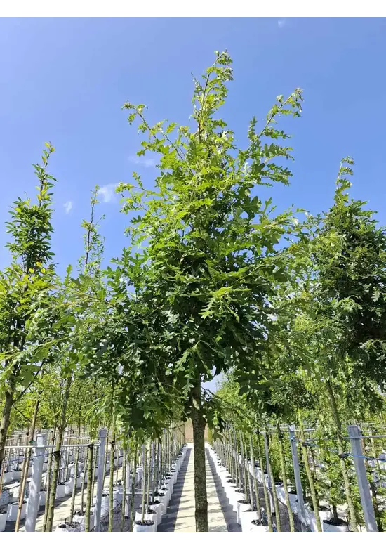 Zerr-Eiche | Quercus cerris Zerr-Eiche | Quercus cerris