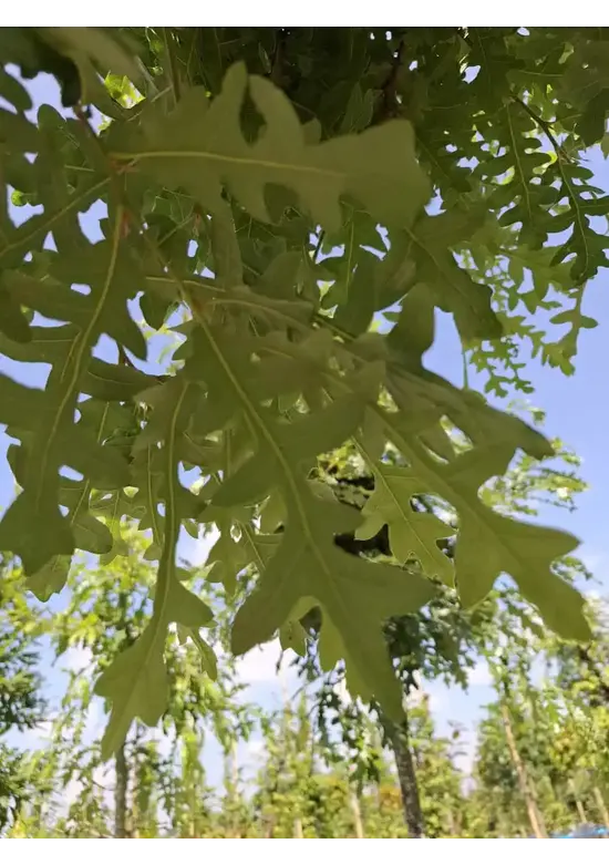 Zerr-Eiche | Quercus cerris Zerr-Eiche | Quercus cerris