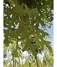 Zerr-Eiche | Quercus cerris Zerr-Eiche | Quercus cerris