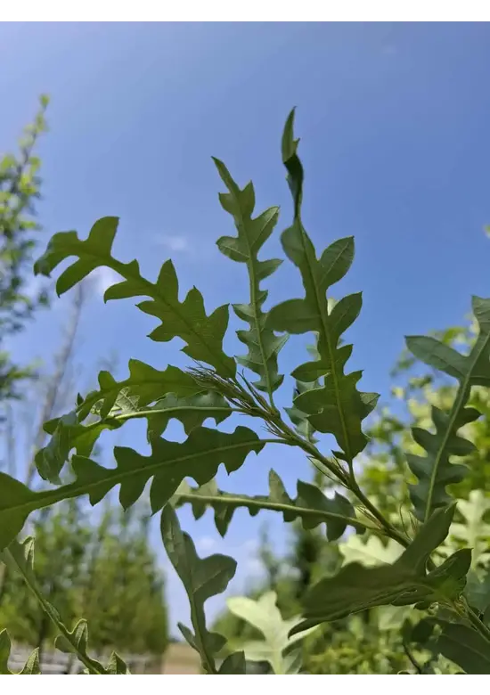 Zerr-Eiche | Quercus cerris Zerr-Eiche | Quercus cerris