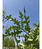 Zerr-Eiche | Quercus cerris Zerr-Eiche | Quercus cerris