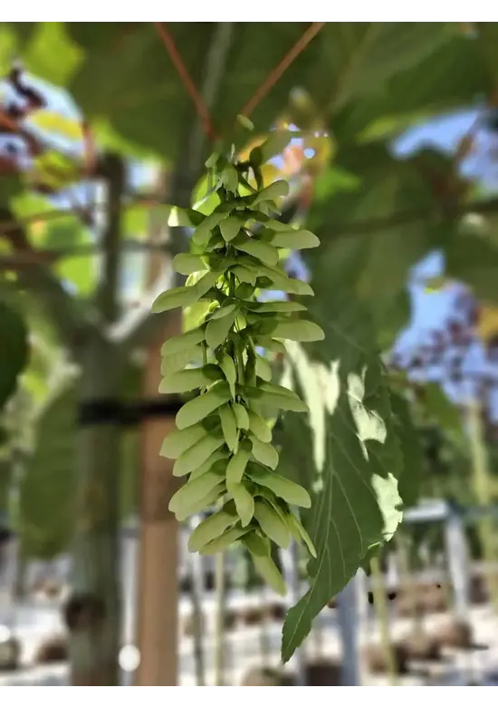 Davids-Ahorn - Schlangenhaut-Ahorn | Acer davidii