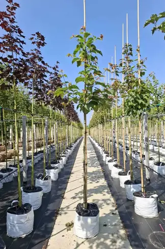 Davids-Ahorn - Schlangenhaut-Ahorn | Acer davidii Davids-Ahorn - Schlangenhaut-Ahorn | Acer davidii