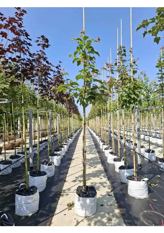 Davids-Ahorn - Schlangenhaut-Ahorn | Acer davidii