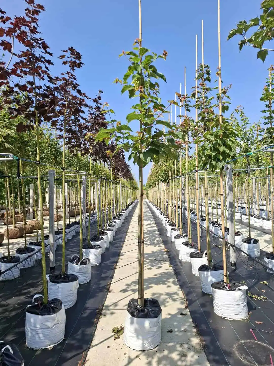  Davids-Ahorn - Schlangenhaut-Ahorn ,  Acer davidii
