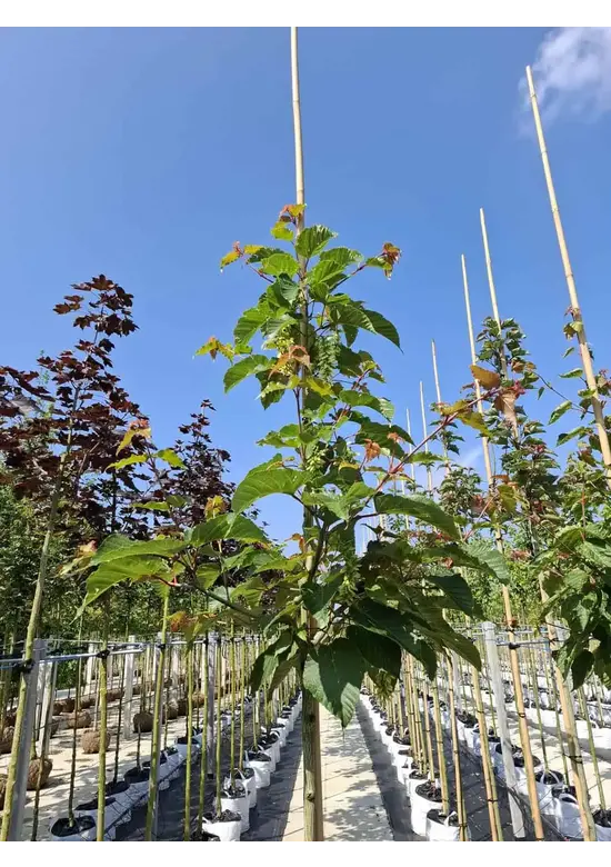 Davids-Ahorn - Schlangenhaut-Ahorn | Acer davidii