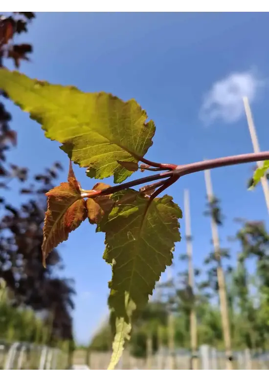Davids-Ahorn - Schlangenhaut-Ahorn | Acer davidii