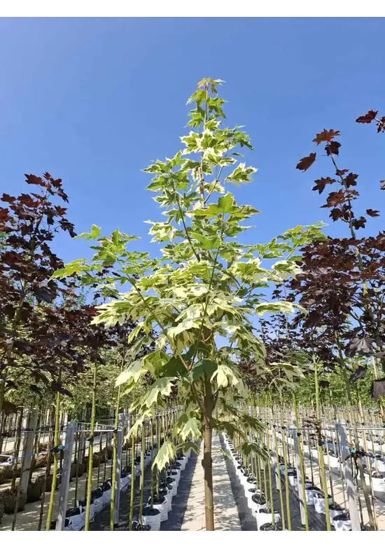Spitzahorn 'Drummondii' | Acer platanoides 'Drummondii'