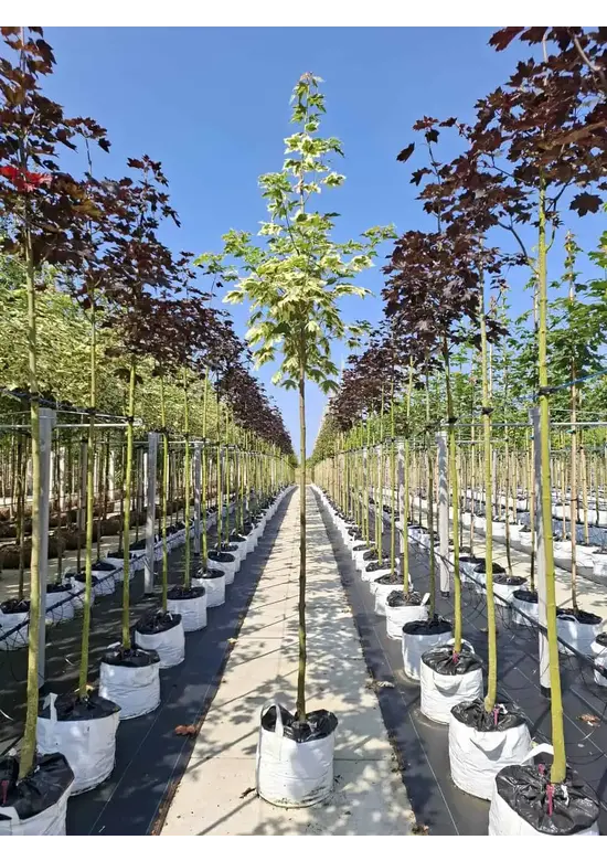 Spitzahorn 'Drummondii' | Acer platanoides 'Drummondii'