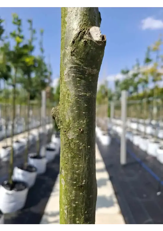 Säuleneiche 'Fastigiata Koster' Hochstamm | Quercus robur 'Fastigiata Koster'