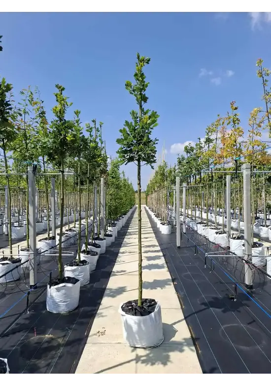 Säuleneiche 'Fastigiata Koster' Hochstamm | Quercus robur 'Fastigiata Koster'