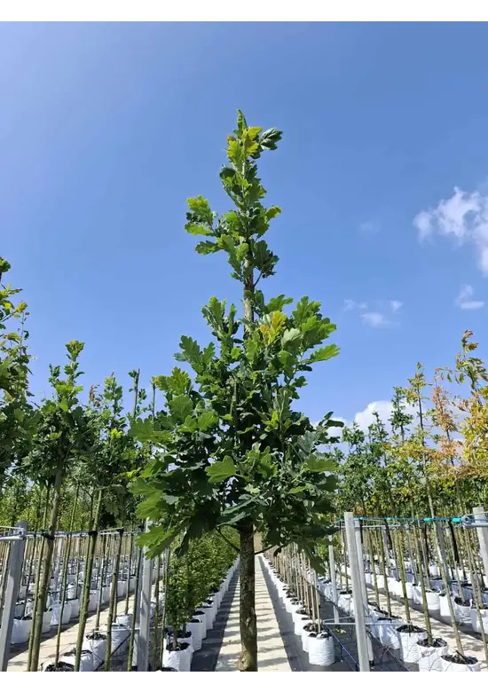 Säuleneiche 'Fastigiata Koster' Hochstamm | Quercus robur 'Fastigiata Koster'