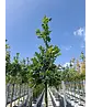 Säuleneiche 'Fastigiata Koster' Hochstamm | Quercus robur 'Fastigiata Koster'