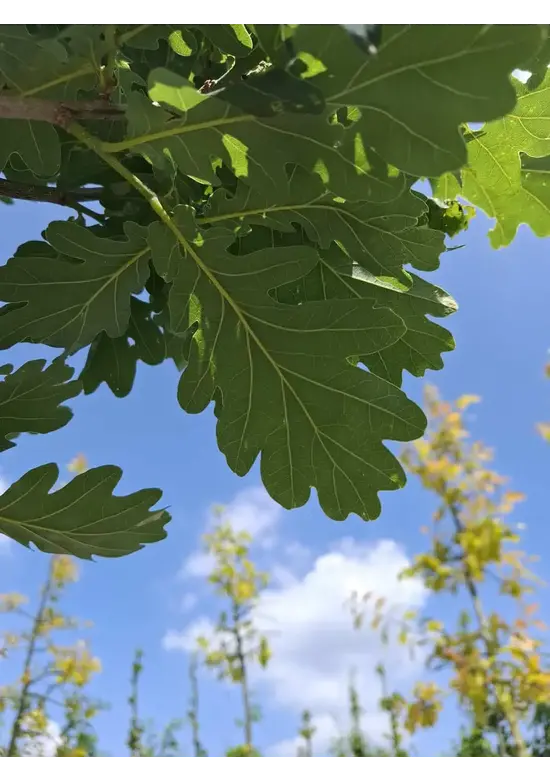 Säuleneiche 'Fastigiata Koster' Hochstamm | Quercus robur 'Fastigiata Koster'