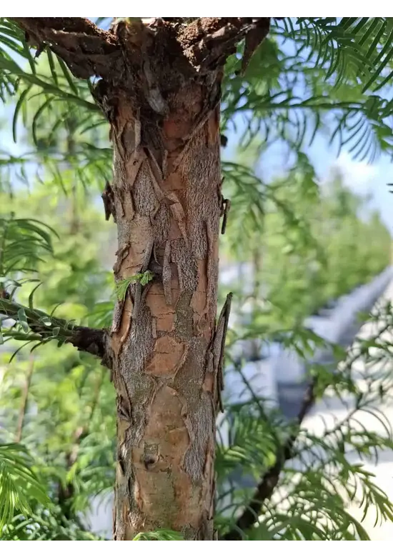 Urweltmammutbaum - Stammbusch | Metasequoia glyptostroboides