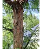 Urweltmammutbaum - Stammbusch | Metasequoia glyptostroboides