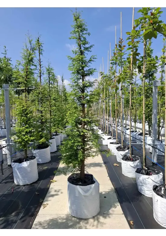 Urweltmammutbaum - Stammbusch | Metasequoia glyptostroboides
