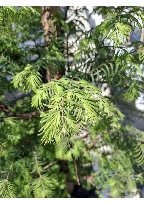Urweltmammutbaum - Stammbusch | Metasequoia glyptostroboides