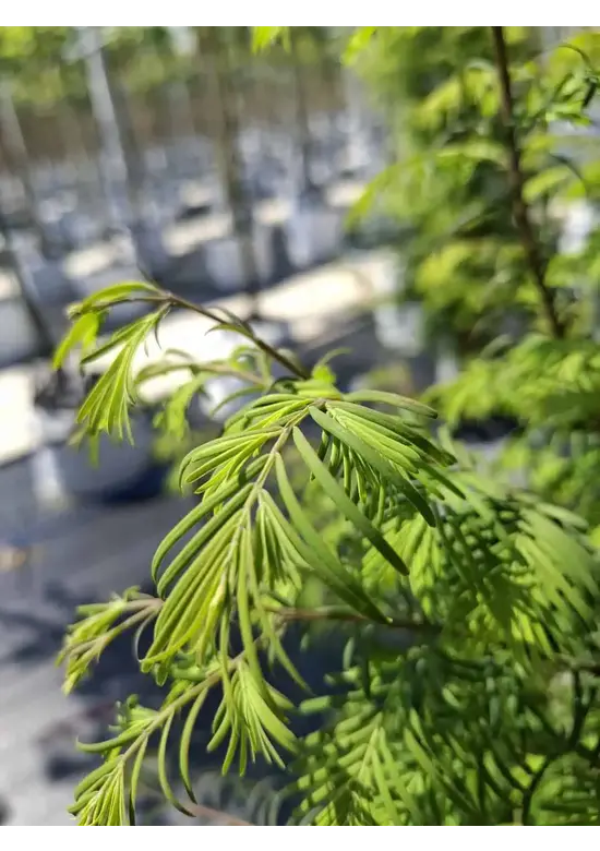 Urweltmammutbaum - Stammbusch | Metasequoia glyptostroboides