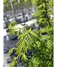 Urweltmammutbaum - Stammbusch | Metasequoia glyptostroboides