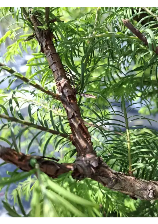 Urweltmammutbaum - Stammbusch | Metasequoia glyptostroboides