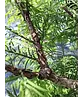 Urweltmammutbaum - Stammbusch | Metasequoia glyptostroboides