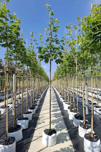 Spitzahorn | Acer platanoides