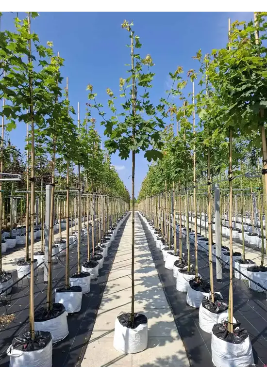 Spitzahorn Hochstamm | Acer platanoides