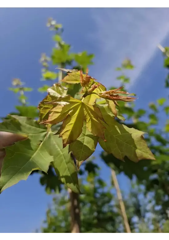 Spitzahorn Hochstamm | Acer platanoides